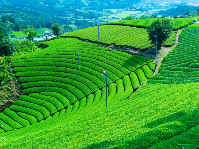 国内にごくわずか。270年の技が仕上げる有機抹茶を私たちが選んだ理由