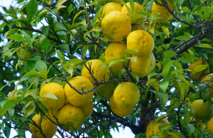 【冬】柚子編　北限の地で育つ、鮮烈な香り。