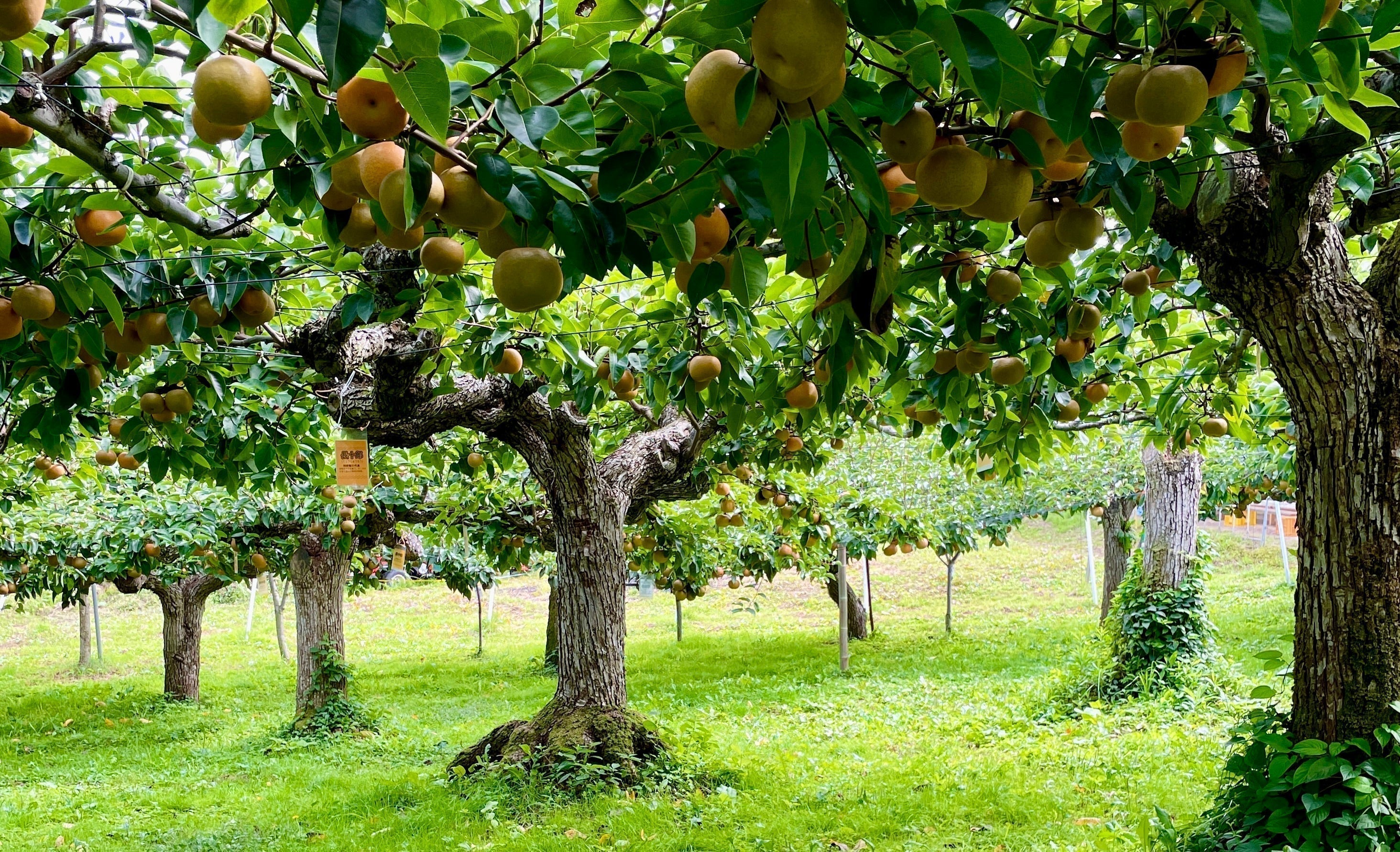 【秋】和梨編　歴史を繋ぐ、みずみずしい和梨の食感。