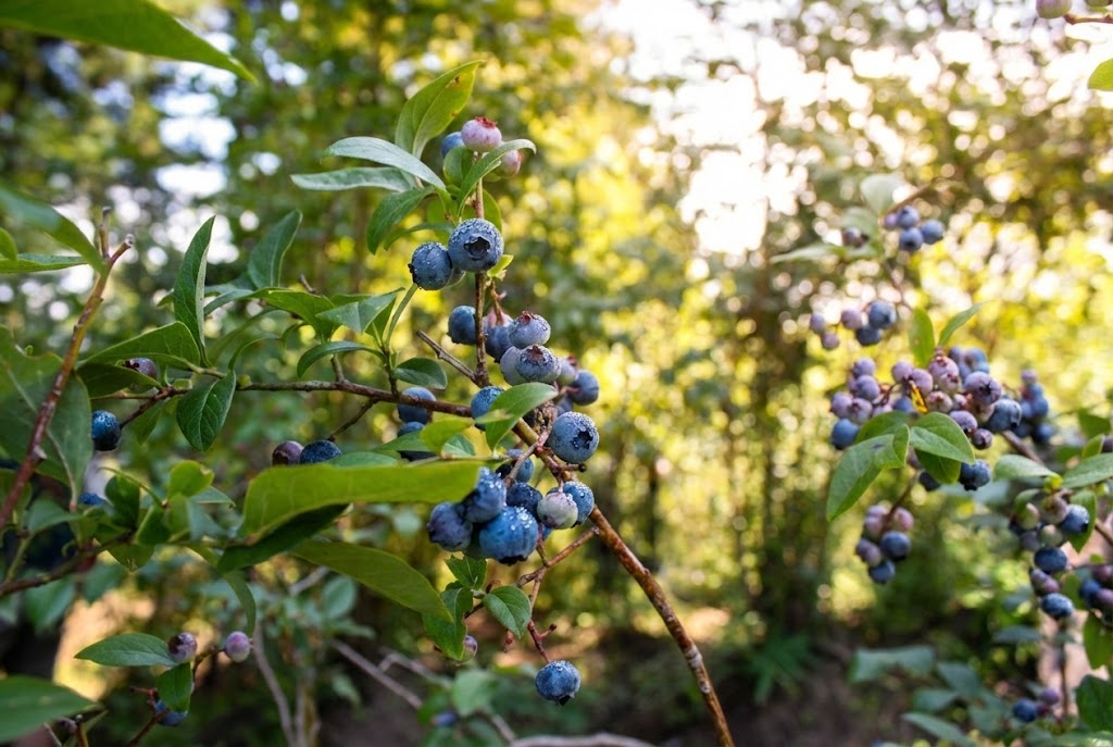 【夏】ブルーベリー編　石巻の丘で太陽を浴びた「完熟の黒真珠」