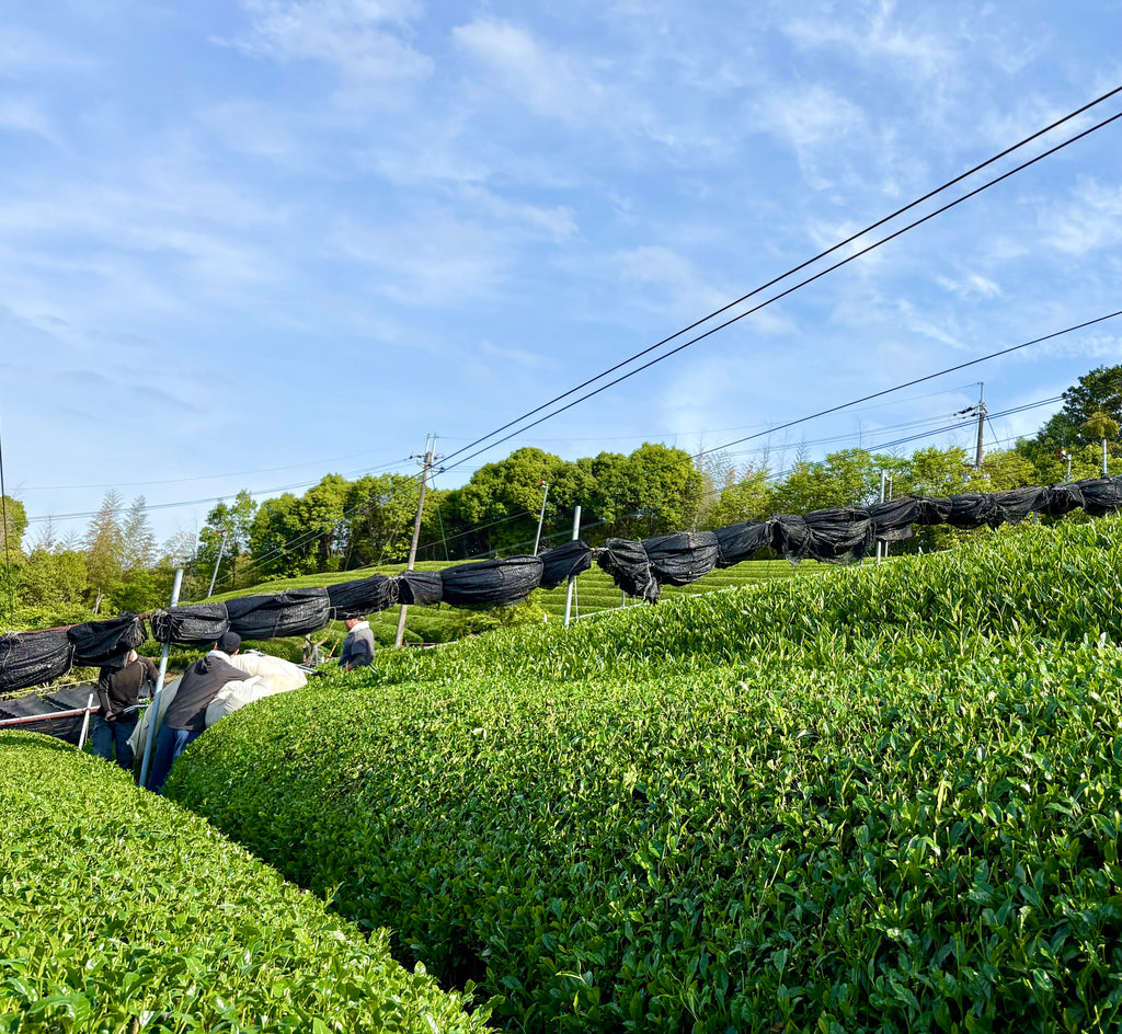 季節のフルーツ抹茶ラテ ギフトセット-Premium-